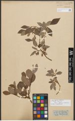Foto von Salix starkeana Willd.
